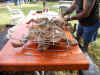 Harrys_BBQ_2010_Roast_Pig_Scene_1.JPG (315354 bytes)